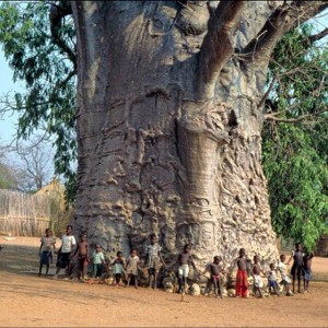 The tree of life-we are all one big family